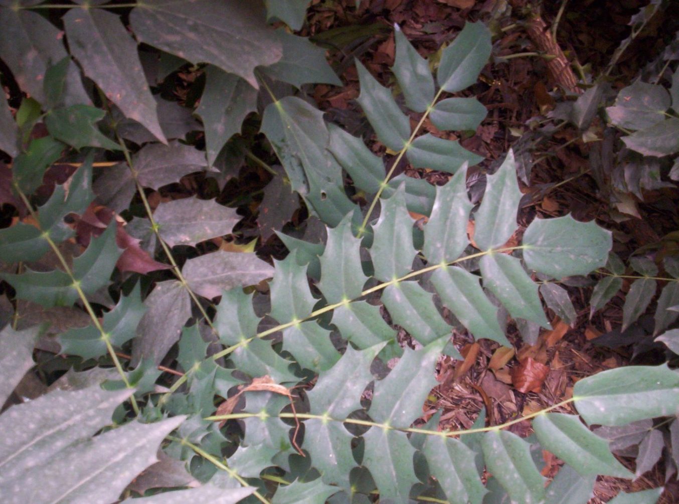 Mahonia sp. (pianta coltivata)